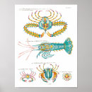 Suche nach garnelen poster Fische