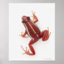 Recherche de reptiles posters Sang froid