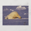 Recherche de manitoba cartes postales Faune