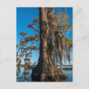 Suche nach spanisches moos poster Usa