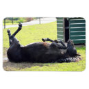 Recherche de cheval de magnets Pur