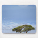 Suche nach akazienbaum mousepads Masai mara