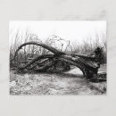 Suche nach wildnis postkarten Reise