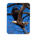 Recherche de aigles magnets Faune