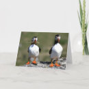 Suche nach papageientaucher karten Vögel