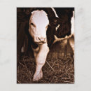 Suche nach weißes kalb poster Foto