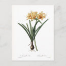 Suche nach amaryllis postkarten Vintag