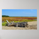 Recherche de driftwood posters Plage