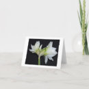 Suche nach amaryllis karten Natur