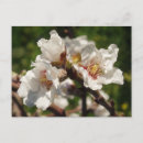 Recherche de amandier cartes postales Floral