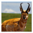 Recherche de antilopes posters Sauvage