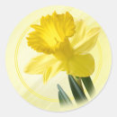 Suche nach daffodil aufkleber Quelle
