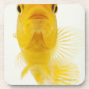 Suche nach komet untersetzer Goldfisch