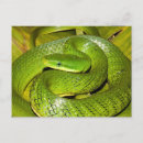 Suche nach snake postkarten Reptil