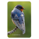 Recherche de hirondelles magnets Hirondelle de grange