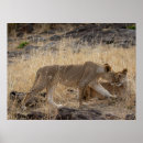 Recherche de lioness posters Faune