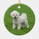 Suche nach bichon frise ornamente Weiß