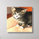 Suche nach tabby leinwandbilder Kitty