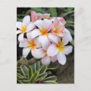 Suche nach plumeria postkarten Blume