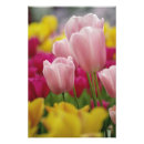 Recherche de keukenhof holland posters Rose