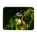 Recherche de photographies magnets Oiseau