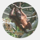 Recherche de primate autocollants Animal