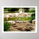 Suche nach flamingos poster Vögel