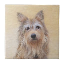 Recherche de chien de berger carreaux Dog