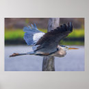 Suche nach tierwelt poster Tierfotografie