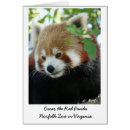 Recherche de zoo photographie Panda