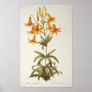 Suche nach lilium poster Botanik