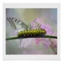 Suche nach raupen poster Blume