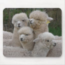 Suche nach alpaka mousepads Peru
