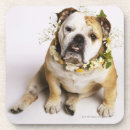 Suche nach bulldoggen untersetzer Blume