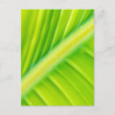 Suche nach bananenblatt poster Abstrakt