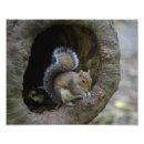 Suche nach graues eichhörnchen poster Foto