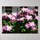 Suche nach clematis poster Fotografie