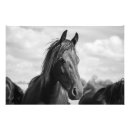 Suche nach schwarzer kopf poster Natur