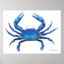 Suche nach blaue krabbe poster Maryland