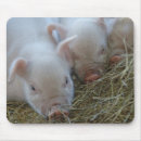 Recherche de petit bébé électronique Porcelet