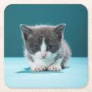 Suche nach babytier untersetzer Haustiere