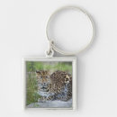 Recherche de pardus Nature