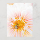 Suche nach bienen foto postkarten Hummel