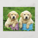 Suche nach gelbes labrador retriever postkarten Welpen