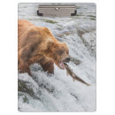 Recherche de ours brun porte blocs Animal