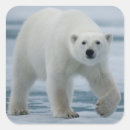 Suche nach ursus aufkleber Fleischfresser