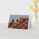 Suche nach vogelbilder postkarten Vogelfotos