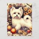Recherche de maltais cartes postales Chien