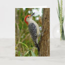 Suche nach spechte karten Vogelvogel