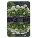 Suche nach weiße blüte magnete Hydrangea